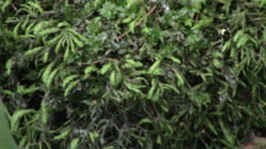 Thamnobryum alleghaniense