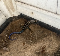 Plestiodon