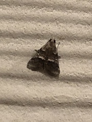 Pococera asperatella