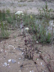 Eupatorium perfoliatum