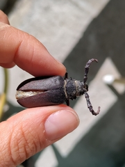 Prionus coriarius