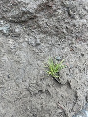 Poa annua