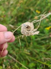Araneae