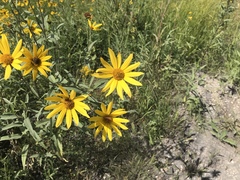 Helianthus tuberosus