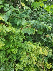 Gleditsia triacanthos