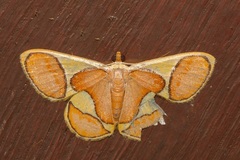 Plutodes cyclaria