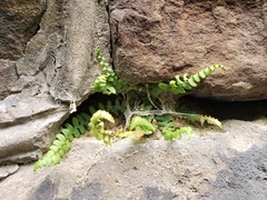 Asplenium platyneuron