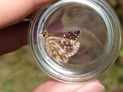 Pyrginae