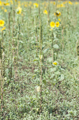 Amaranthus powellii