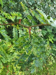 Gleditsia triacanthos