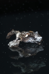 Stephanorhynchus curvipes