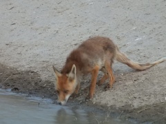 Vulpes vulpes silacea