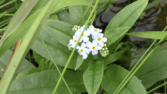 Myosotis scorpioides