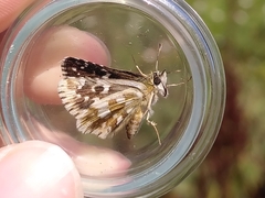 Pyrginae