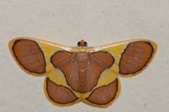 Plutodes cyclaria