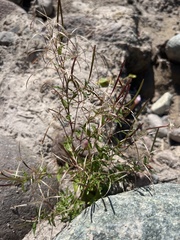 Epilobium anagallidifolium