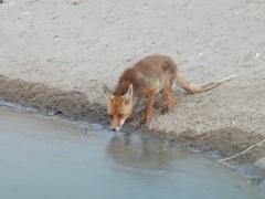 Vulpes vulpes silacea