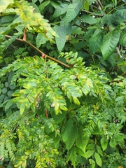 Gleditsia triacanthos