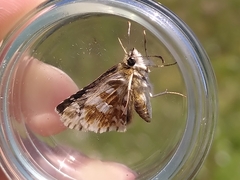 Pyrginae