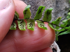 Asplenium platyneuron