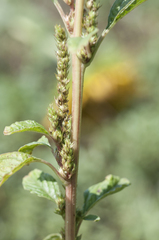 Amaranthus powellii