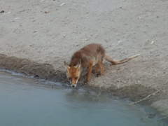 Vulpes vulpes silacea