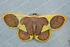 Plutodes cyclaria