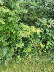 Gleditsia triacanthos