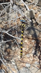 Cordulegaster dorsalis