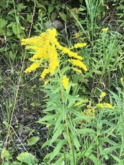 Solidago juncea