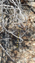 Cordulegaster dorsalis