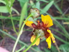 Coreopsis tinctoria