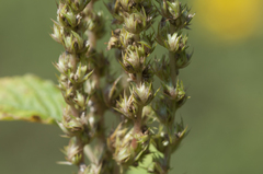 Amaranthus powellii
