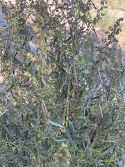 Artemisia dracunculus