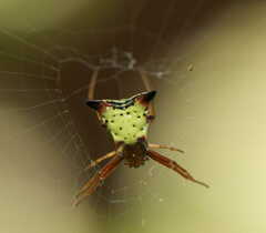 Micrathena sagittata