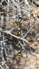 Cordulegaster dorsalis