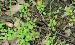 Caryophyllaceae
