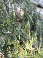 Artemisia dracunculus