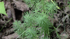 Euphorbia cyparissias