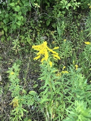 Solidago juncea
