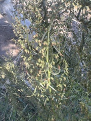 Artemisia dracunculus