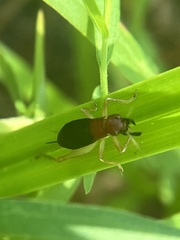 Phyllopalpus pulchellus