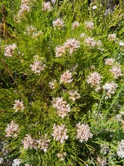 Serruria ascendens
