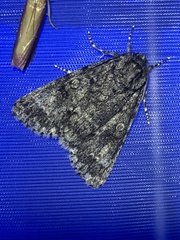 Acronicta megacephala