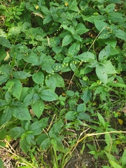 Persicaria virginiana
