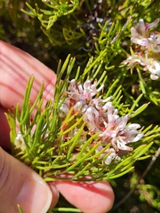 Serruria ascendens