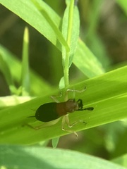 Phyllopalpus pulchellus