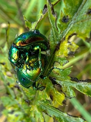 Chrysolina graminis