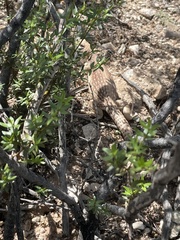 Dipsosaurus dorsalis