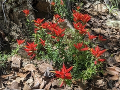 Castilleja tenuiflora